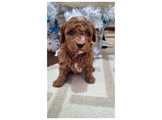 Teacup  Poodle Yavrularimiz görsel
