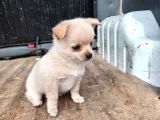 Mini Pincher Yavrularımız