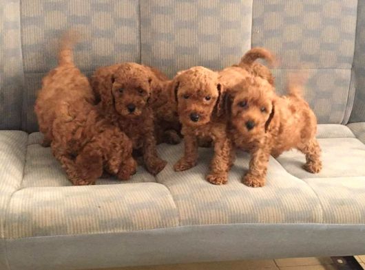 Muhteşem Red Poodle Bebeklerimiz Teni Yuvalarına Hazır görsel