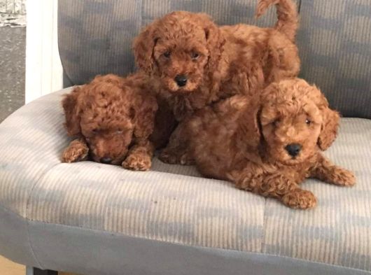 Muhteşem Red Poodle Bebeklerimiz Teni Yuvalarına Hazır görsel