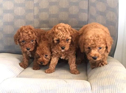 Muhteşem Red Poodle Bebeklerimiz Teni Yuvalarına Hazır görsel