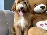 DEV BOY ORJİNAL DOODLE AŞILI GARANTİLİ
