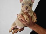 A Kalite Exotic Bully Yavrular