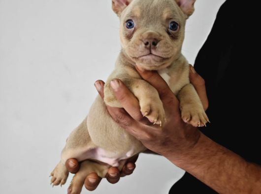 A Kalite Exotic Bully Yavrular görsel