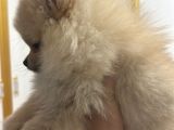 Dünyalar Tatlısı Pomeranian Yavrumuz