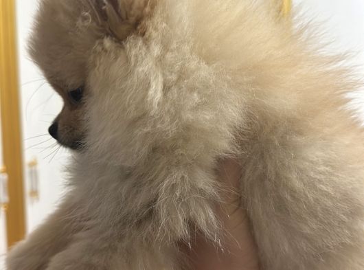 Dünyalar Tatlısı Pomeranian Yavrumuz görsel
