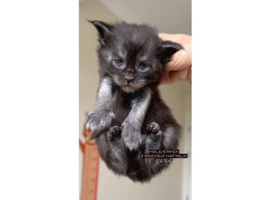 Türkiyenin Her Yerine Teslim Xxl Maine Coon görsel