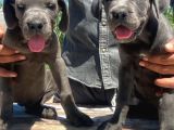 İtalyan devi Cane corso