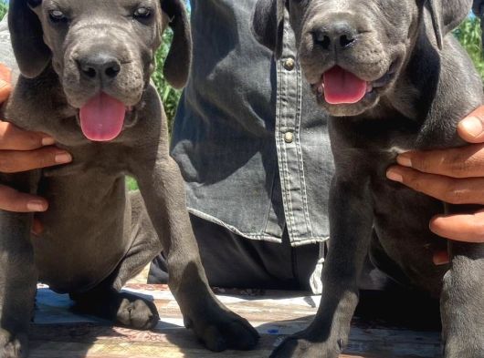 İtalyan Devi Cane Corso