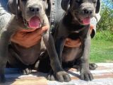 İtalyan Devi Cane Corso