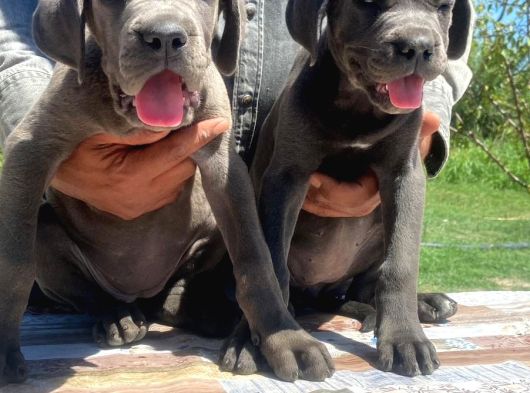 İtalyan Devi Cane Corso görsel