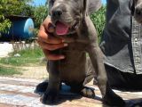 İtalyan Devi Cane Corso