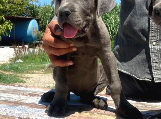 İtalyan Devi Cane Corso görsel