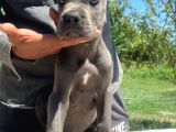İtalyan Devi Cane Corso