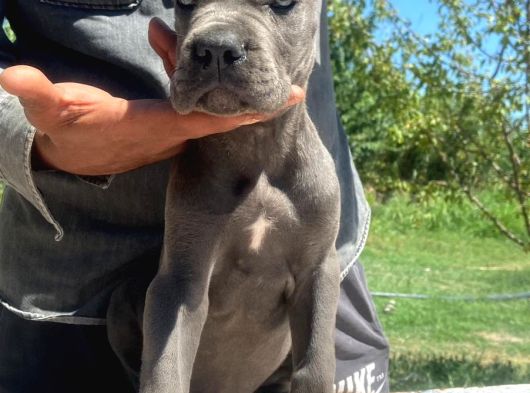 İtalyan Devi Cane Corso görsel