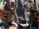 İtalyan Devi Cane Corso