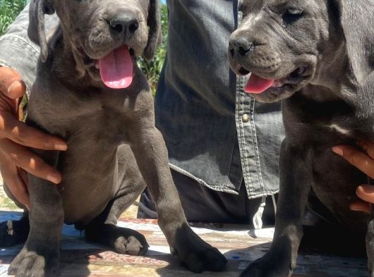 İtalyan Devi Cane Corso görsel
