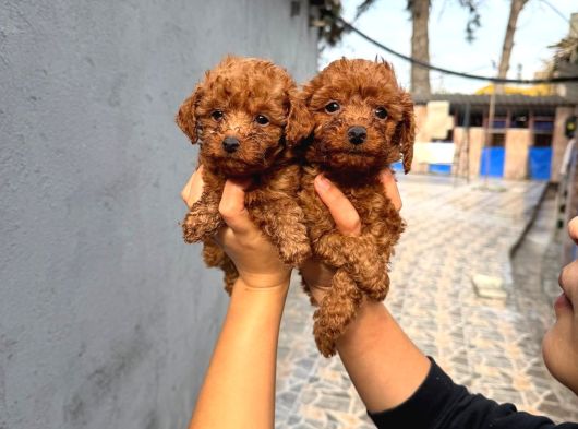 Efsane Toy Poodle Yavrularımız Sızın Içın görsel