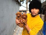 Efsane Toy Poodle Yavrularımız Sızın Içın