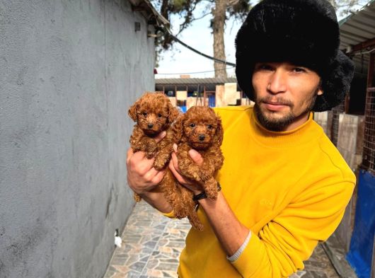 Efsane Toy Poodle Yavrularımız Sızın Içın görsel