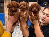 Efsane Toy Poodle Yavrularımız Sızın Içın