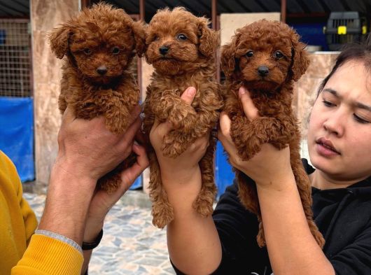 Efsane Toy Poodle Yavrularımız Sızın Içın görsel