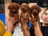 Efsane toy poodle yavrularımız sızın ıçın