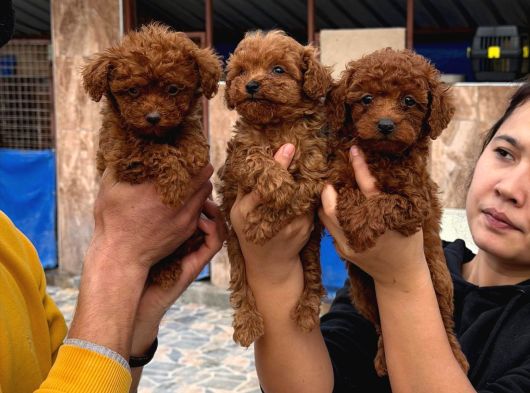 Efsane Toy Poodle Yavrularımız Sızın Içın