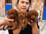 Efsane Toy Poodle Yavrularımız Sızın Içın
