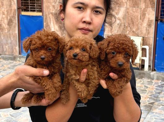 Efsane Toy Poodle Yavrularımız Sızın Içın görsel