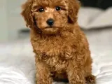 Aşıları Tam Teslime Hazır Orjinal Toypoodle
