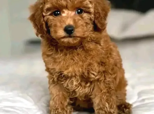 Aşıları Tam Teslime Hazır Orjinal Toypoodle görsel