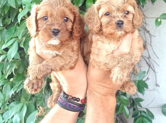 Maltipoo Yavrulari Mama Ve Malzeme Kampanyali