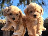 Maltipoo Yavrulari Mama Ve Malzeme Kampanyali