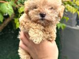 Maltipoo Yavrulari Mama Ve Malzeme Kampanyali