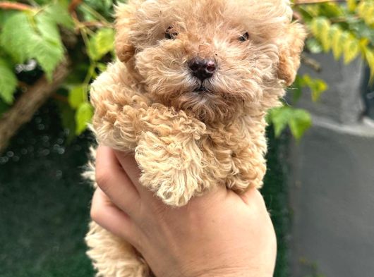 Maltipoo Yavrulari Mama Ve Malzeme Kampanyali görsel