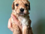 Maltipoo Yavrulari Mama Ve Malzeme Kampanyali