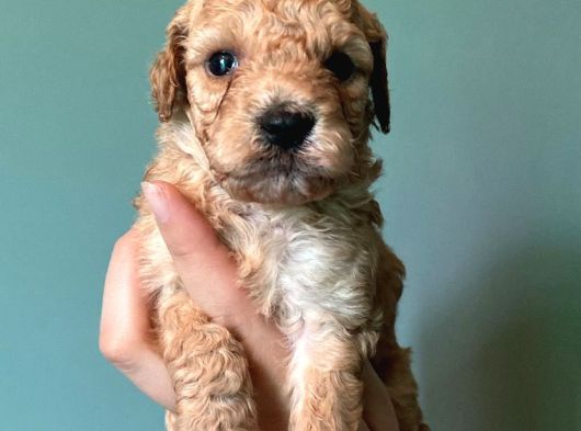 Maltipoo Yavrulari Mama Ve Malzeme Kampanyali görsel
