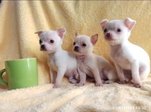 0 Numara Chihuha Yavrular
