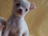 0 Numara Chihuha Yavrular