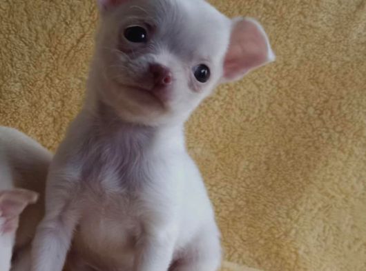 0 Numara Chihuha Yavrular görsel