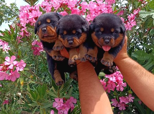 Koca Kafa Rotweiler görsel