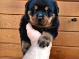 Koca Kafa Rotweiler