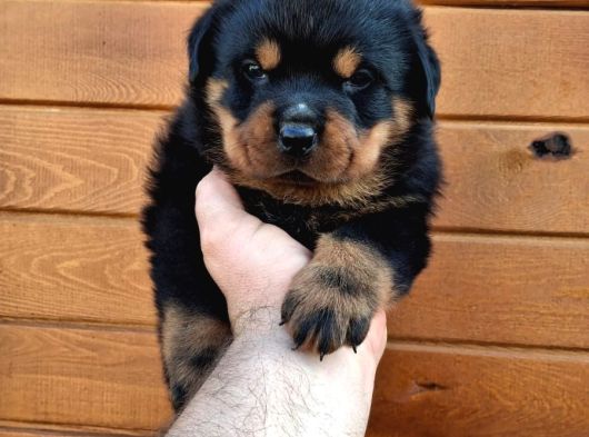 Koca Kafa Rotweiler görsel