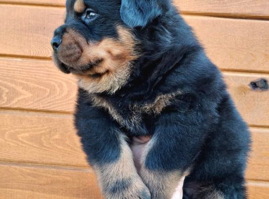 Koca Kafa Rotweiler görsel