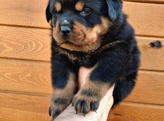 Koca Kafa Rotweiler görsel