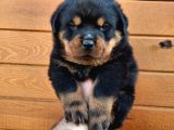 Koca kafa Rotweiler