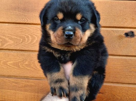 Koca Kafa Rotweiler