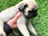 A Kalite Pug Mobs
