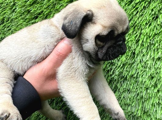 A Kalite Pug Mobs görsel